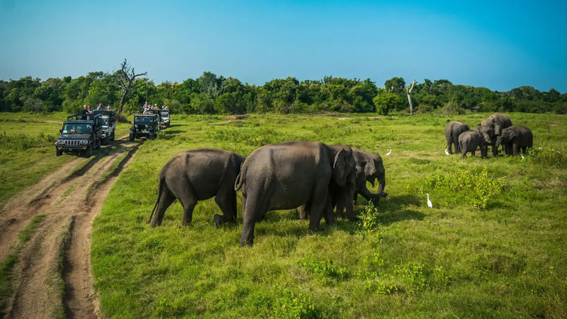 Minneriya National Park Private Safari - Hotel pickup is limited to the Habarana area