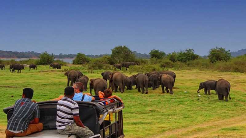 Minneriya National Park Private Safari - Choosing between jeep-only and jeep-with-tickets