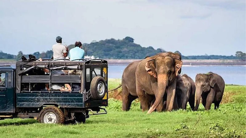 Minneriya National Park Private Safari - What the wildlife experience can and cannot promise
