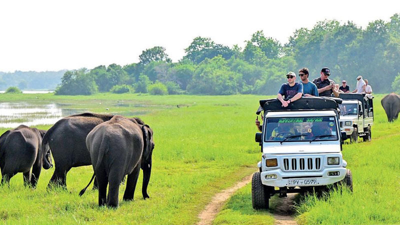 Minneriya National Park Private Safari - What to know before you set off