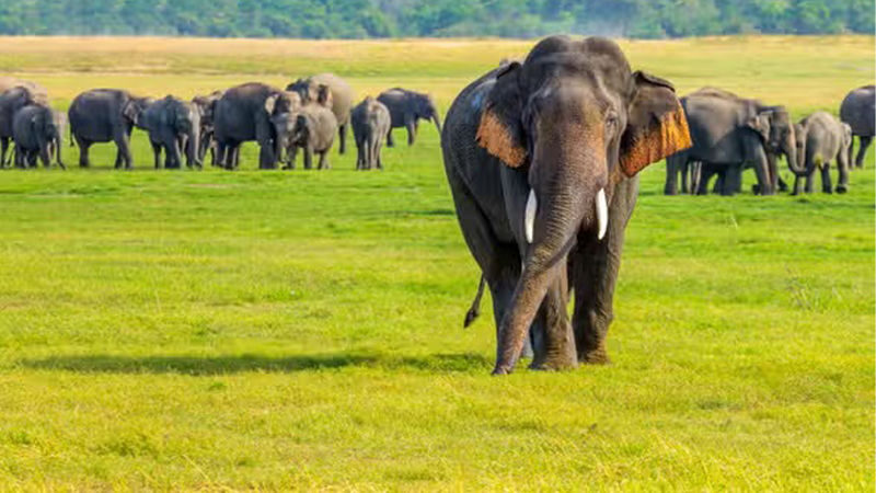 Minneriya National Park Private Safari - Is this safari worth the price?