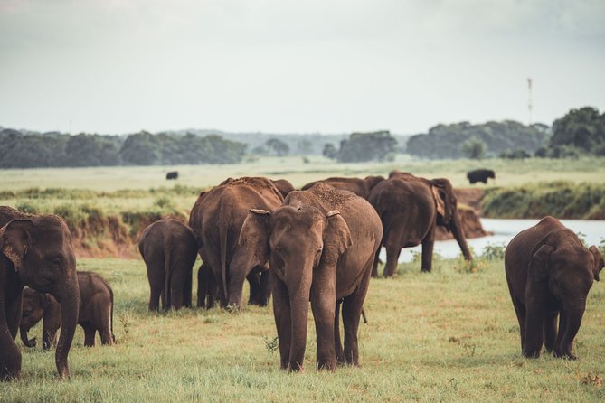 Minneriya National Park Private Safari - What To Expect