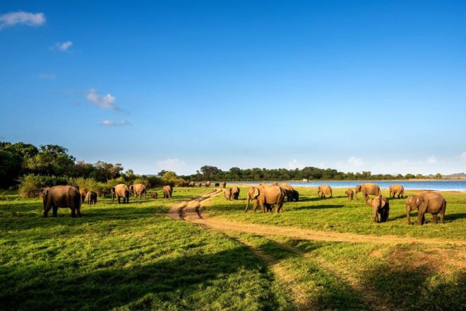 Minneriya National Park Private Safari From Dambulla - Inclusions