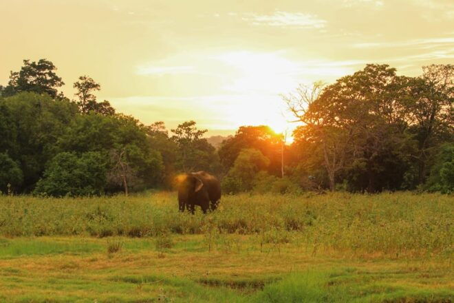 Minneriya National Park Private Safari From Dambulla - Booking Information