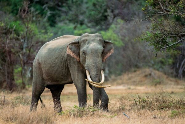 Minneriya National Park Private Safari From Dambulla - Best Time to Visit
