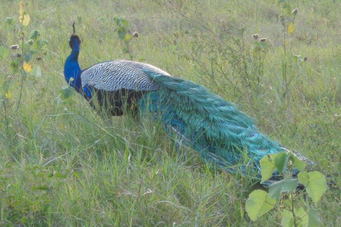 Minneriya National Park Private Safari From Habarana - Child Policy and Cancellation Terms