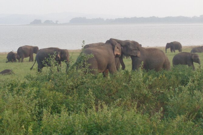 Minneriya National Park Private Safari From Habarana - Customer Reviews and Ratings