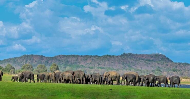 Minneriya National Park Private Safari From Sigiriya - Good To Know