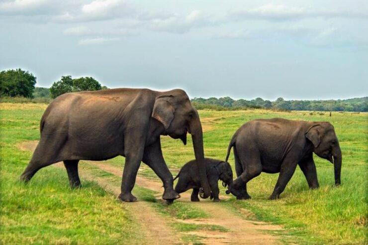 Minneriya National Park Private Safari From Sigiriya - Unique Wildlife Encounters