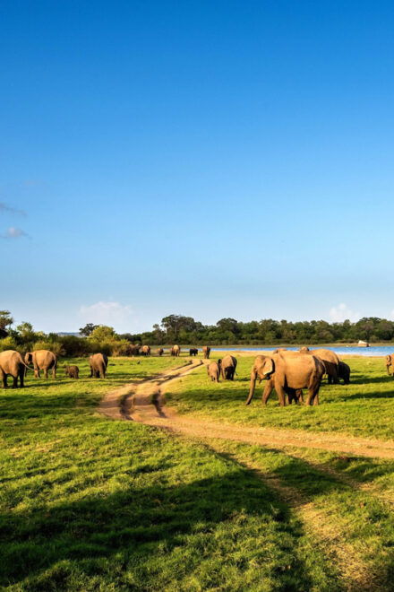 Minneriya National Park Private Safari From Sigiriya - Transportation Options