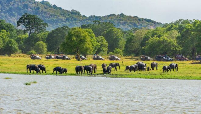 Minneriya National Park Private Safari From Sigiriya - Whats Included in the Tour