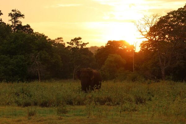 Minneriya National Park Private Safari From Sigiriya - Important Tour Details