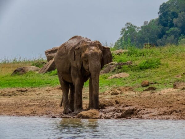 Minneriya National Park Private Safari From Sigiriya - Booking Information and Tips