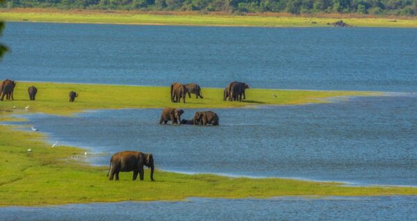 Minneriya National Park Private Safari From Sigiriya - Frequently Asked Questions