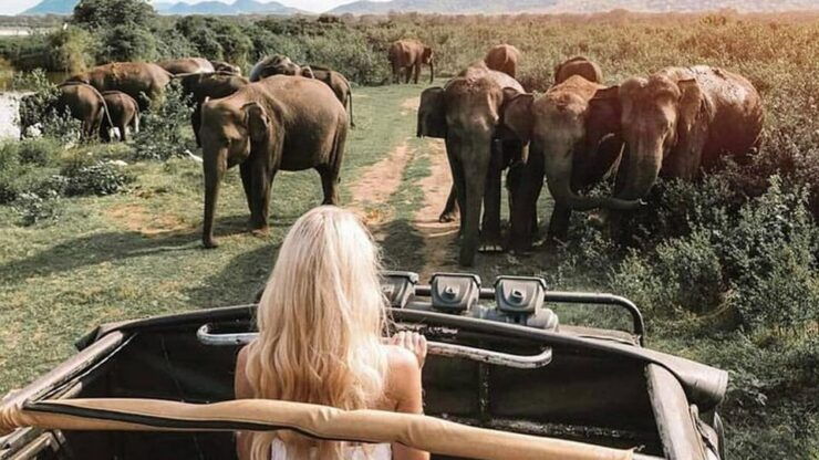Minneriya National Park Private Safari Tour - Good To Know