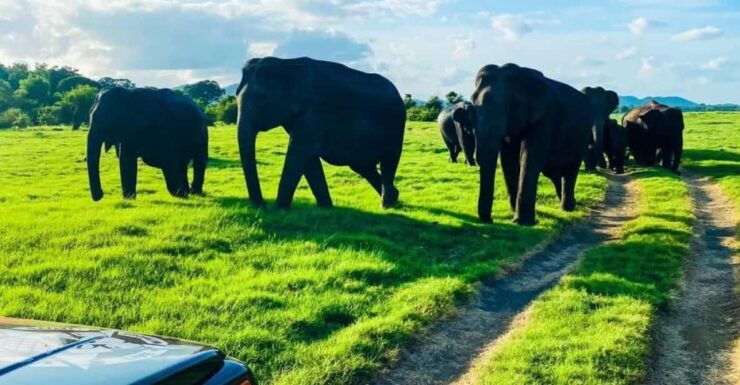 Minneriya National Park Private Safari Tour - Itinerary and Experience