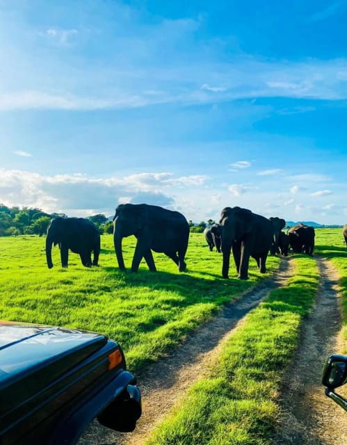 Minneriya National Park Private Safari Tour - Wildlife Highlights
