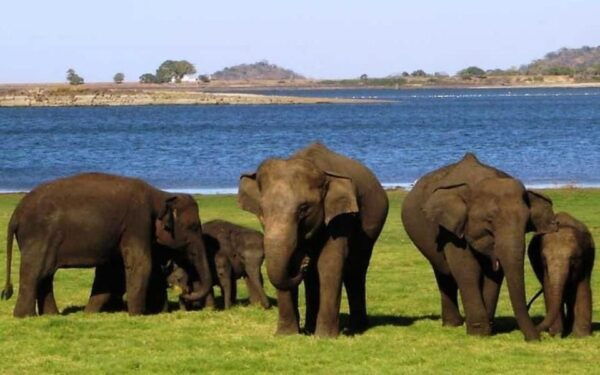 Minneriya National Park Private Safari Tour - Tips for a Successful Safari