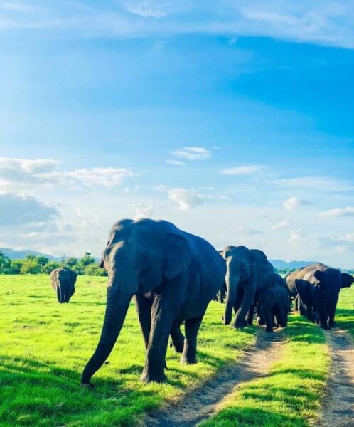 Minneriya National Park Private Safari Tour - Contact and Support Options