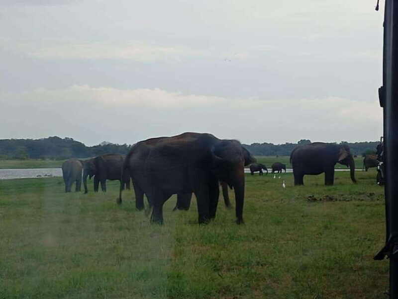 Minneriya National Park: Private Safari with Hotel Pick-up - Who Is This Tour Best For?