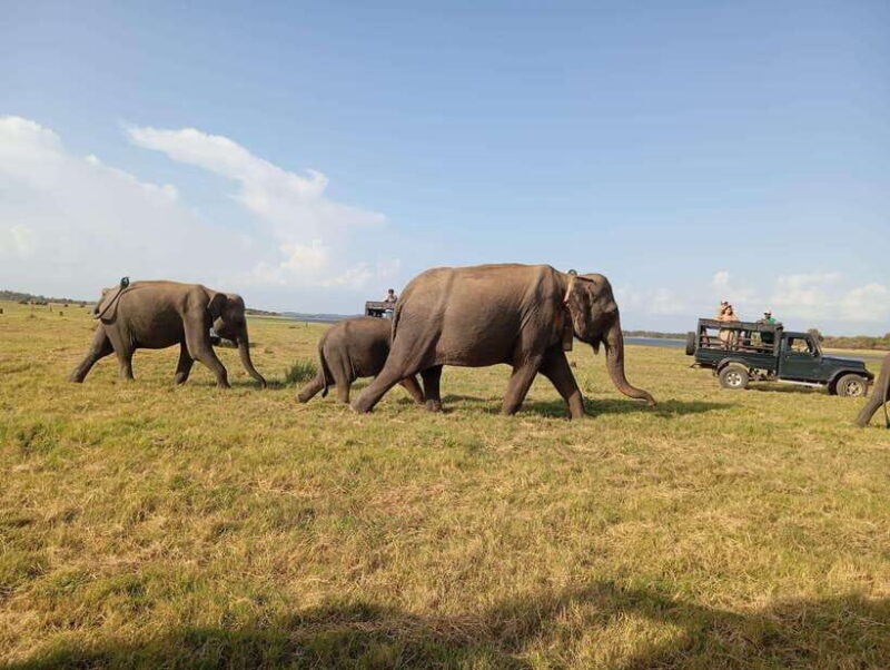 Minneriya National Park: Private Safari with Hotel Pick-up - Good To Know