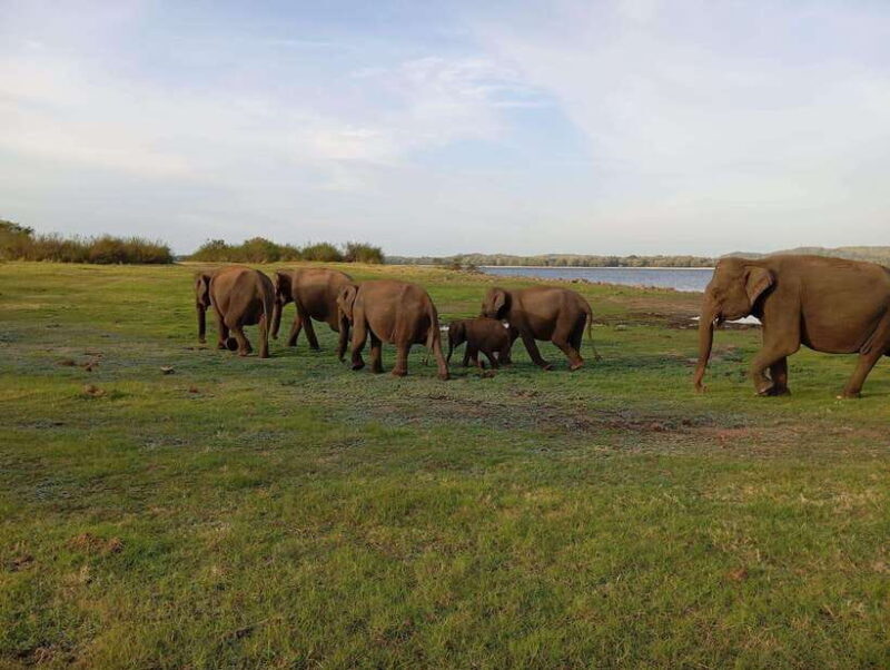 Minneriya National Park: Private Safari with Hotel Pick-up - Authentic Insights from Past Travelers