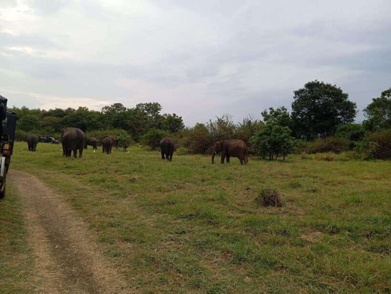 Minneriya National Park: Private Safari with Hotel Pick-up - The Sum Up