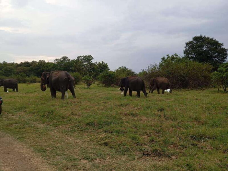 Minneriya National Park: Private Safari with Hotel Pick-up - FAQ