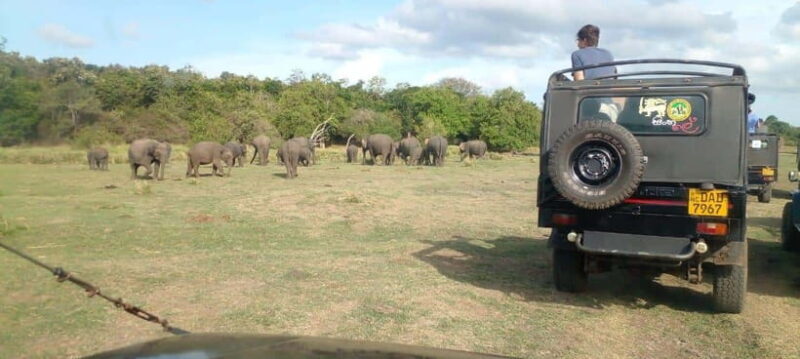 Minneriya National Park Safari - The Experience at Minneriya National Park: What You Can Expect