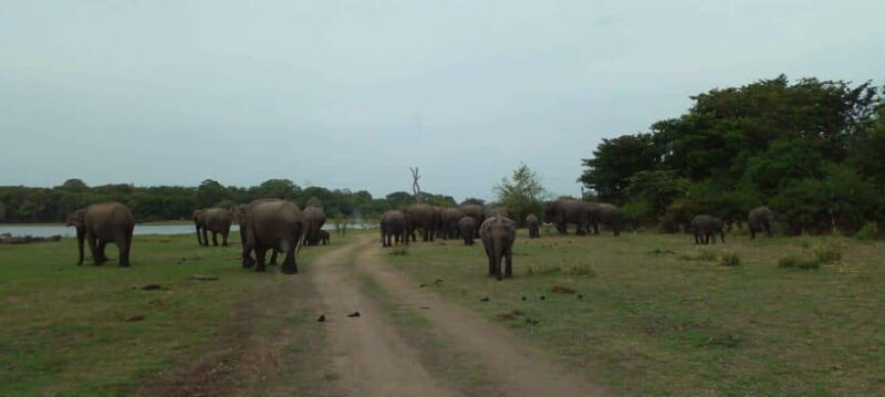 Minneriya National Park Safari - Who Will Love This Safari?