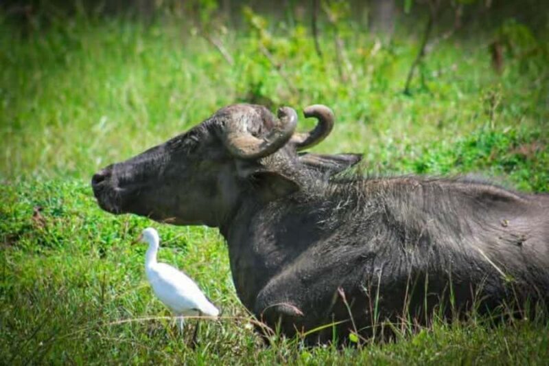 Minneriya National Park Safari: Elephants, Birds & Wildlife - Good To Know