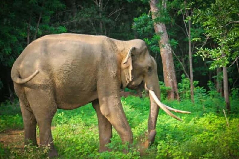 Minneriya National Park Safari: Elephants, Birds & Wildlife - Why This Safari Is Worth It