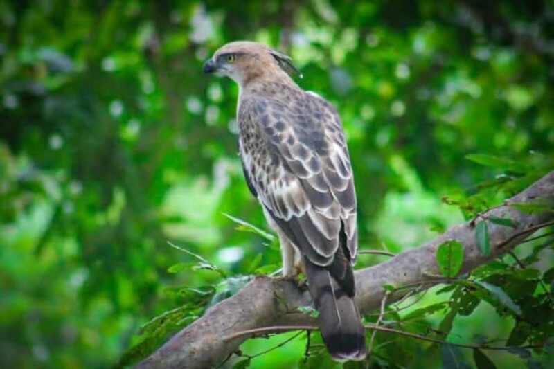 Minneriya National Park Safari: Elephants, Birds & Wildlife - Frequently Asked Questions