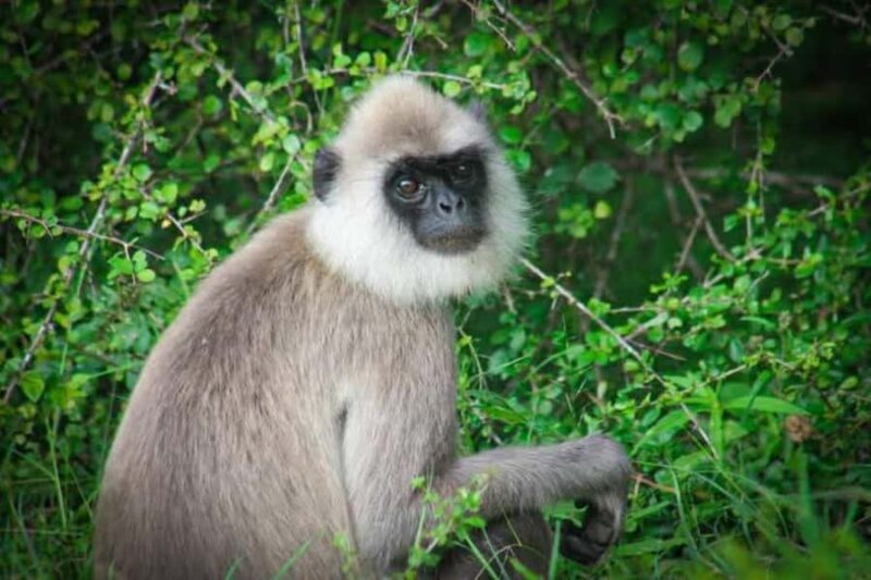 Minneriya National Park Safari: Elephants, Birds & Wildlife - Unpacking the Minneriya National Park Safari Experience