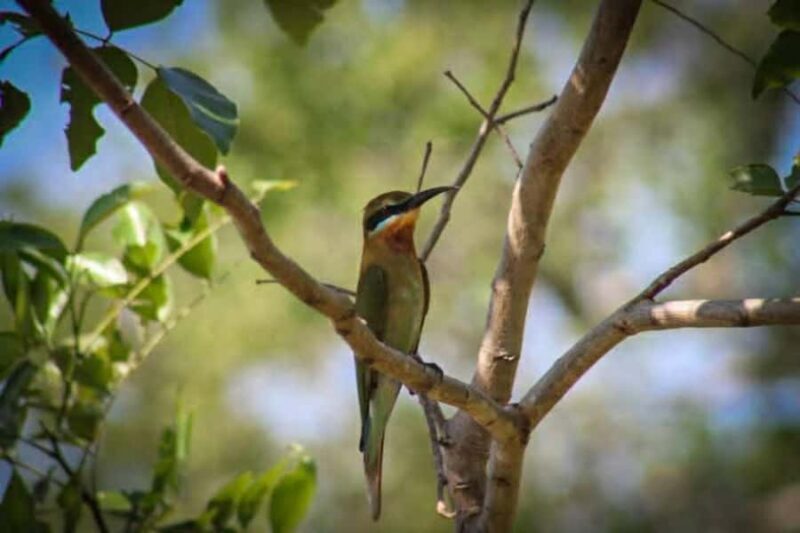 Minneriya National Park Safari: Elephants, Birds & Wildlife - FAQ