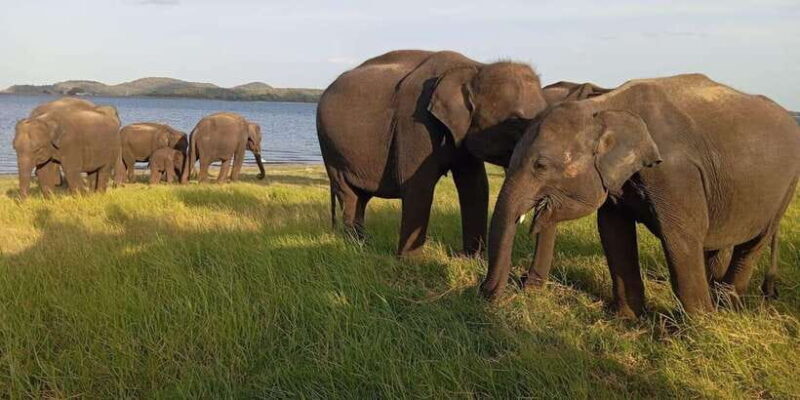 Minneriya National Park Safari - Entrance Fee Included - Why This Tour Offers Great Value