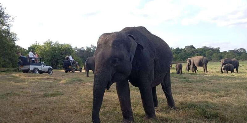 Minneriya National Park Safari - Entrance Fee Included - In-Depth Breakdown of the Itinerary