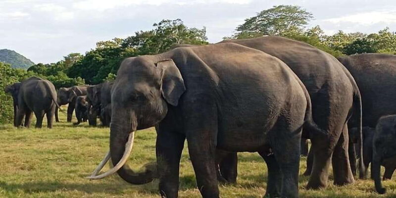 Minneriya National Park Safari - Entrance Fee Included - FAQ