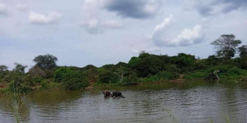 Minneriya National Park Safari - Entrance Fee Included - Who Would Love This Tour?