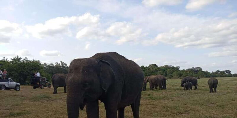 Minneriya National Park Safari - Entrance Fee Included - Final Thoughts: Is This Safari for You?