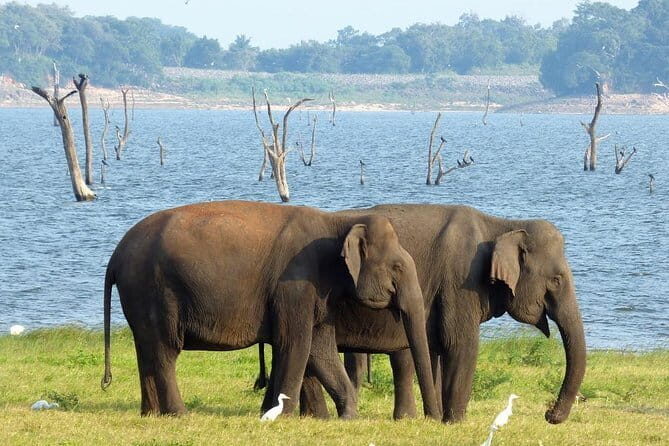 Minneriya National Park Safari from Habarana - An In-Depth Look at the Tour