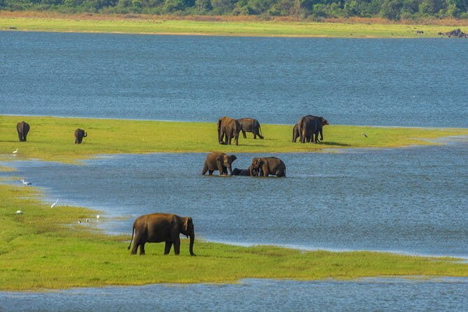 Minneriya National Park Safari from Habarana - Good To Know