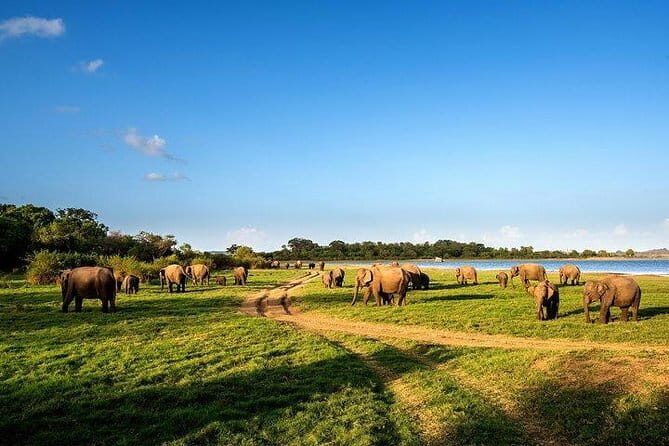 Minneriya National Park Safari from Habarana - The Itinerary in Detail