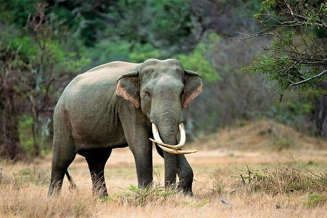 Minneriya National Park Safari from Habarana - FAQ