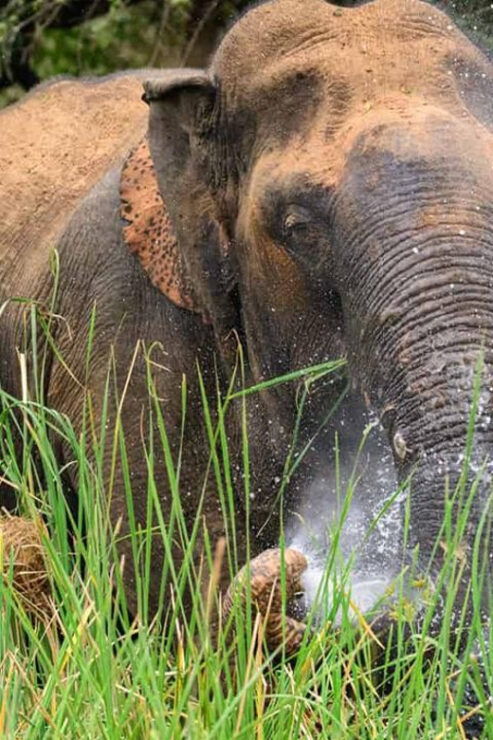 Minneriya National Park Safari From Habarana - Wildlife Encounters