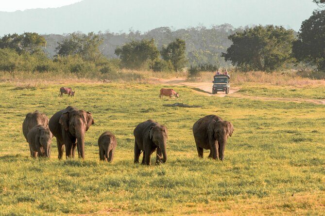 Minneriya National Park Safari from Kandy - The Itinerary Breakdown: What to Expect