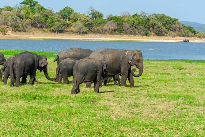 Minneriya National Park Safari from Kandy - Who Should Consider This Tour?