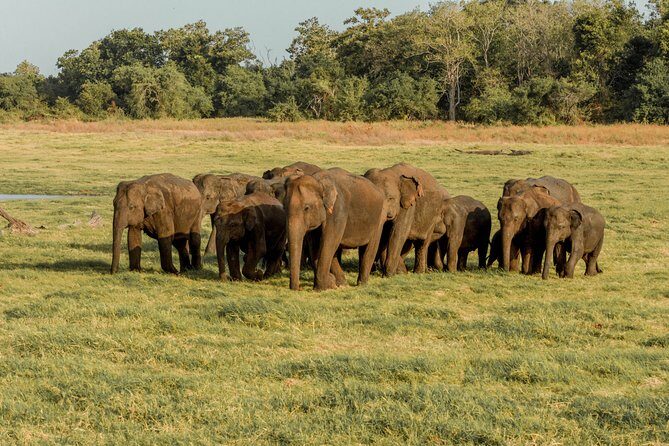 Minneriya National Park Safari from Kandy - FAQ