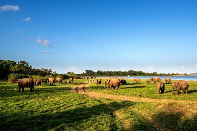 Minneriya National Park Safari from Polonnaruwa - Experience Breakdown: What to Expect
