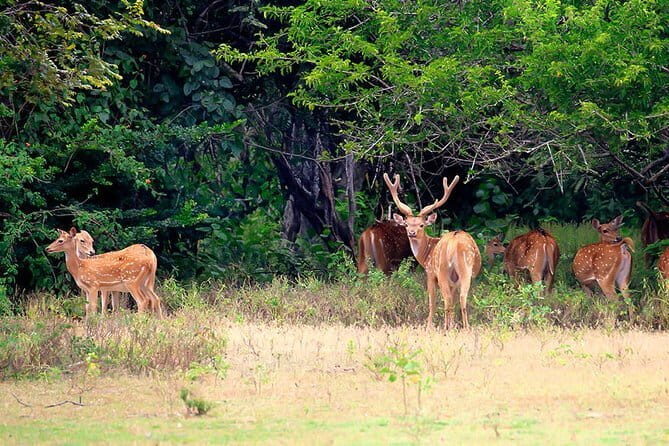 Minneriya National Park Safari from Polonnaruwa - FAQ